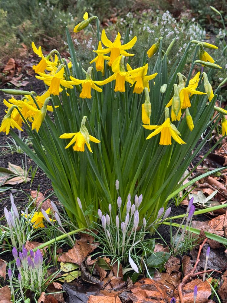 Daffodils and purple crocuses on a leafy park bed. 