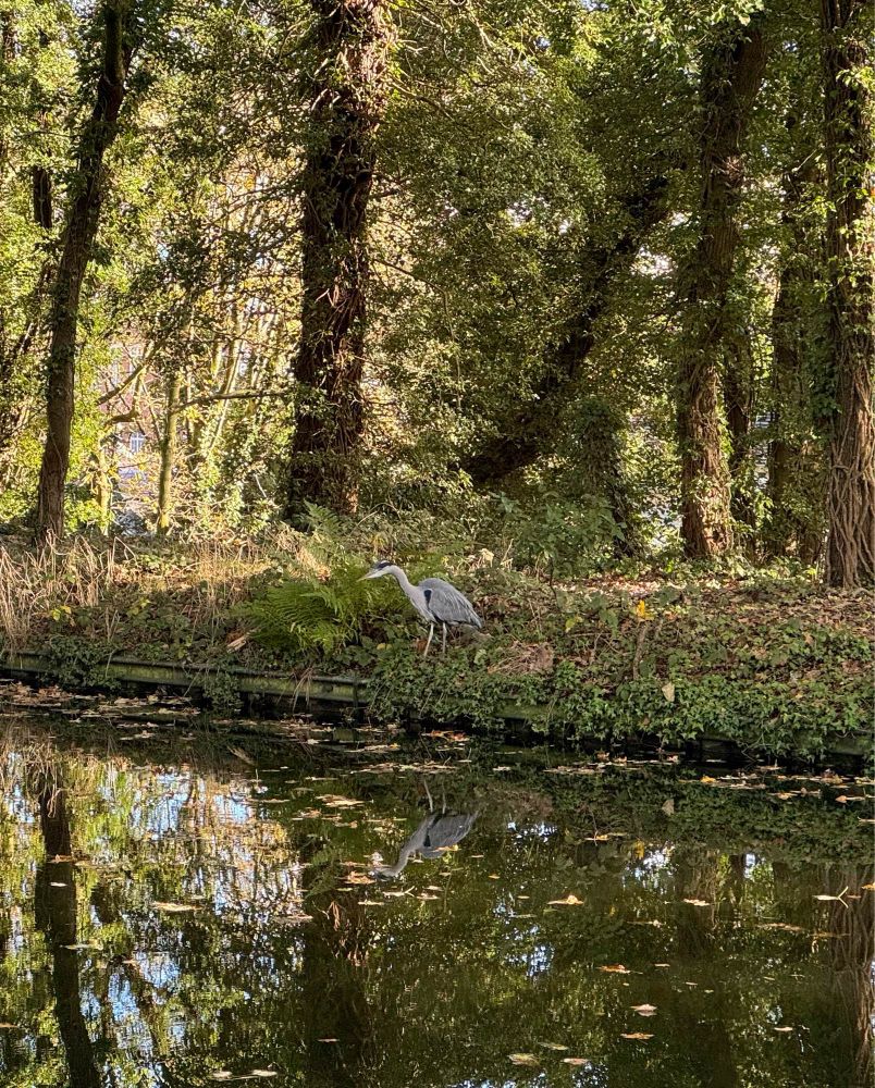 Green landscape with sun and blue sky reflected in the water (lower half). Trees above on a wooded bank. Heron centre, examining the water.