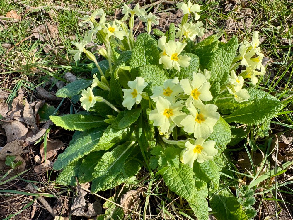 Primroses (small pale yellow flowers; spear-shaped green leaves) growing on grass in the sunlight. 