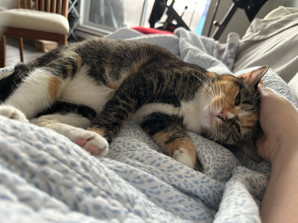 Calico cat lays sideways on a blanket with eyes partially closed as owner pets her head.