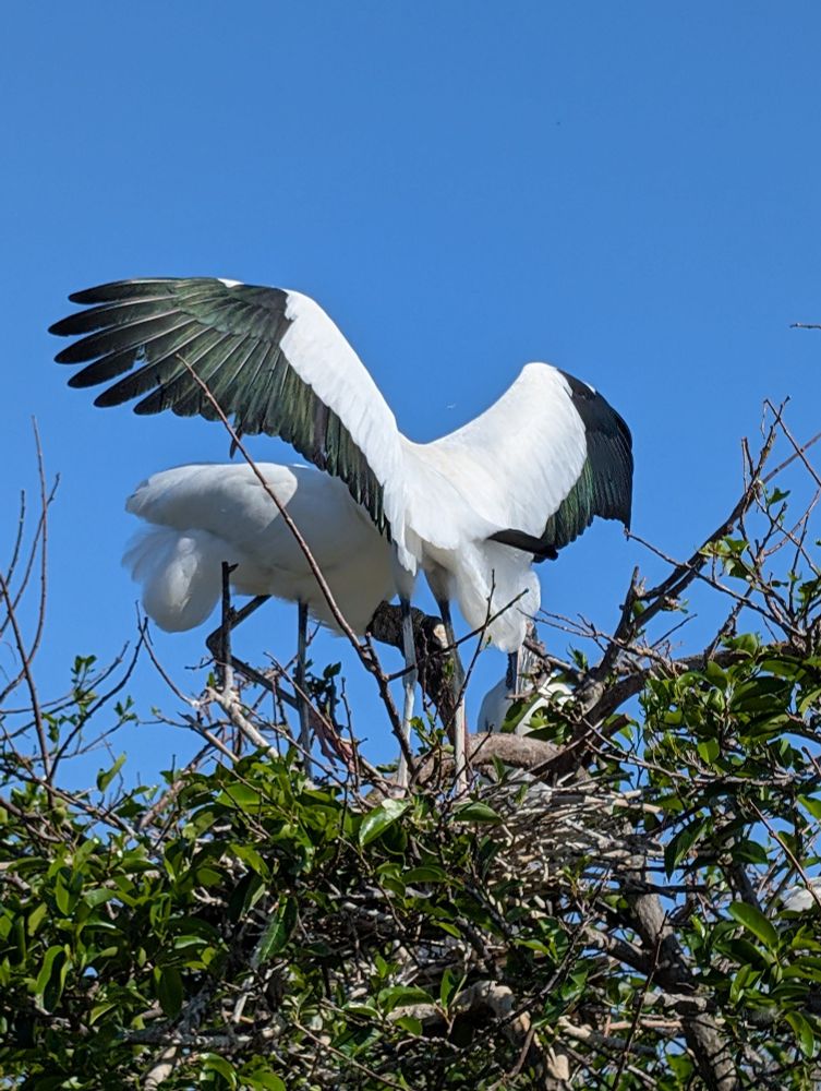 Wood storks feeding their chicks