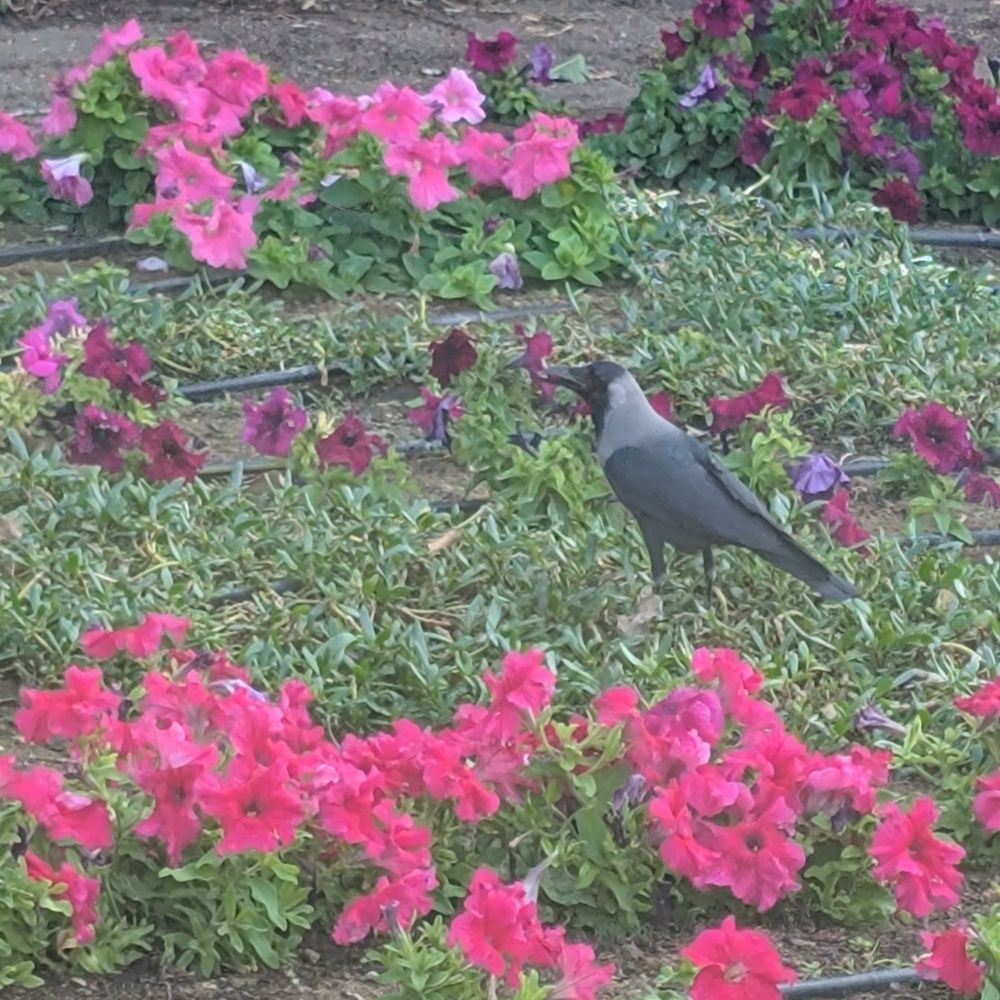 House crow standing amongst pink and red petunias.