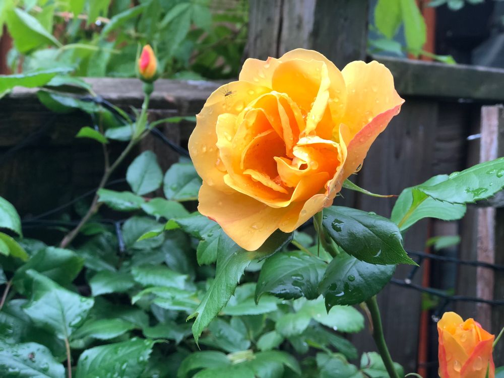 A yellow rose