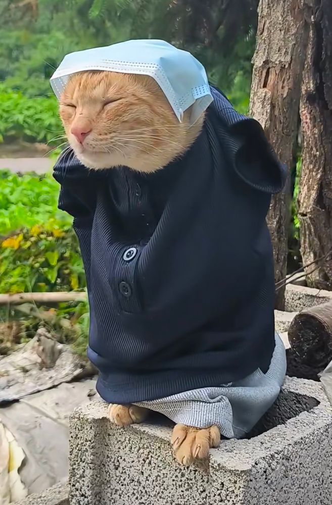 cat in a shirt, skirt, and a mask that looks like a head scarf  it looks very sleepy