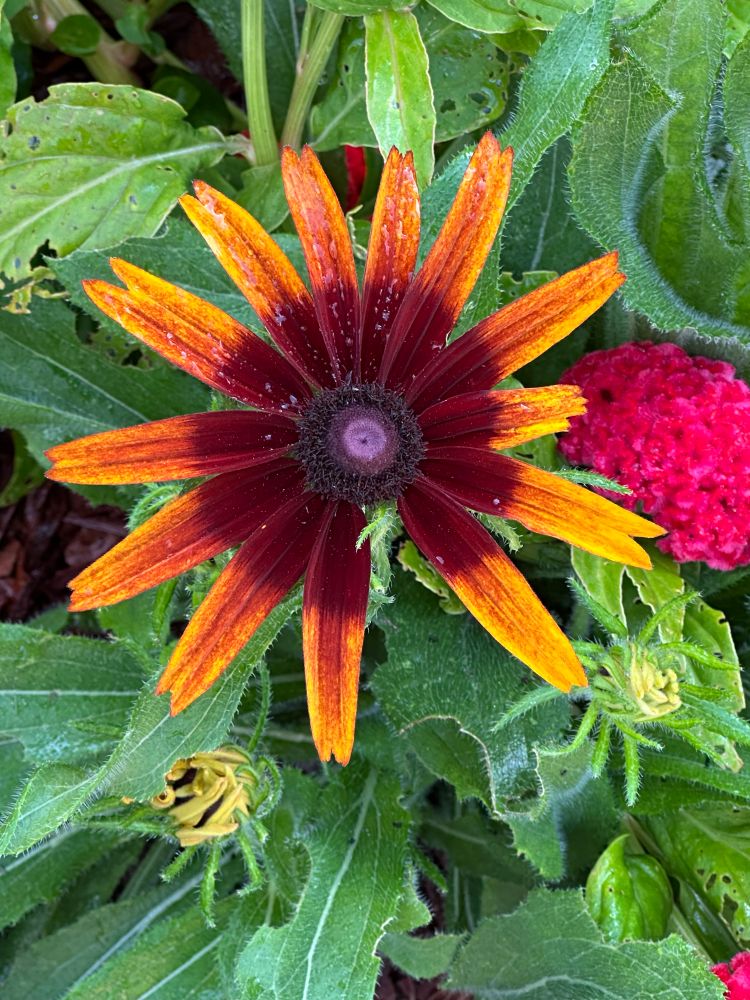 Flower 
Unsure what kind 