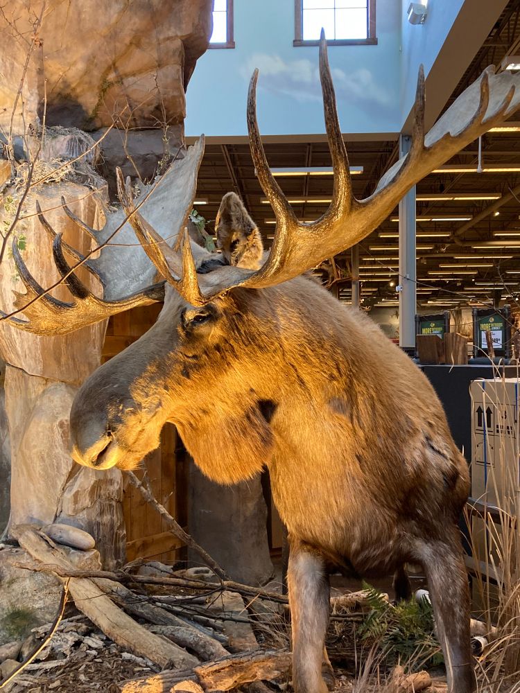 One of two moose at the Bass Pro Shop in Arundel Mills mall. His fur is a blondish brown. His antlers are large and pointed like the end of a wooden stake. His eyes are a callus black, devoid of mercy