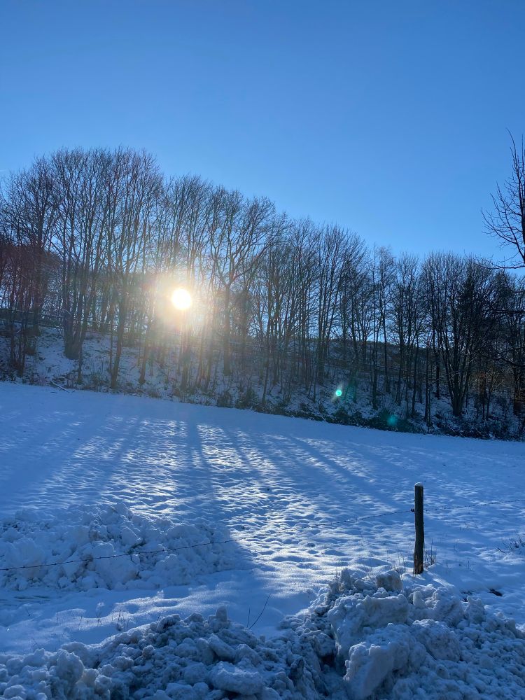 Schneebedeckte Kuhweide im Vordergrund, die Sonnenstrahlen zeichnen die Schatten der Bäume auf der Schneedecke ab. Dahinter eine Baumreihe durch die die Sonne durchscheint.