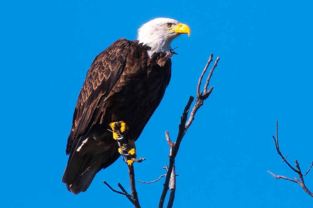 Bald eagle on a branch