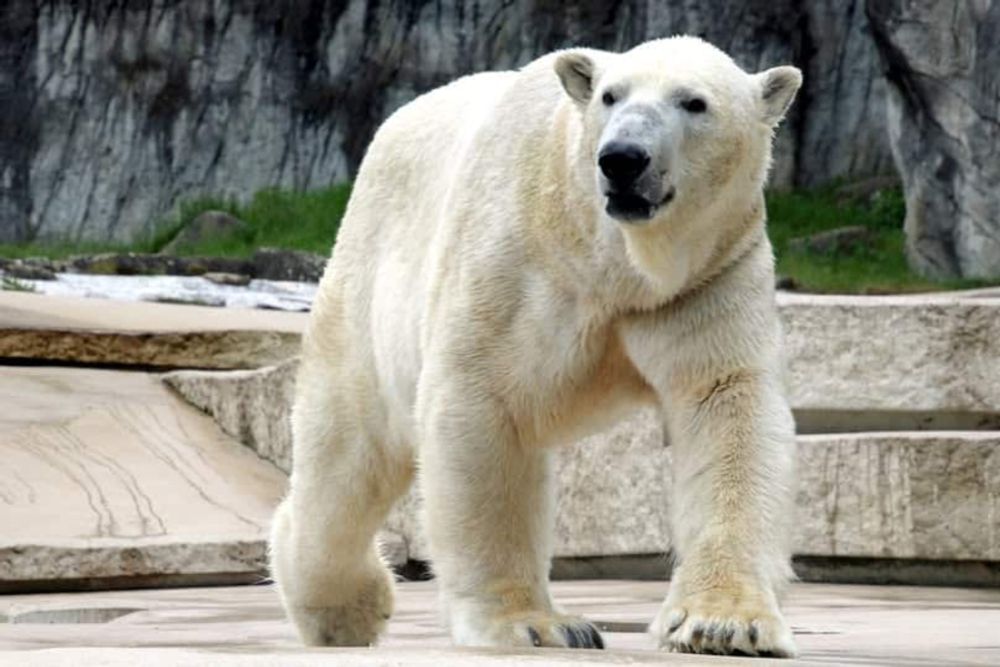 Herzzerreißende Entscheidung im Zoo Karlsruhe: Eisbär-Legende Kap ist tot
