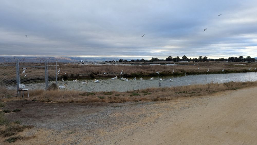 Water birds in a pond in the bay