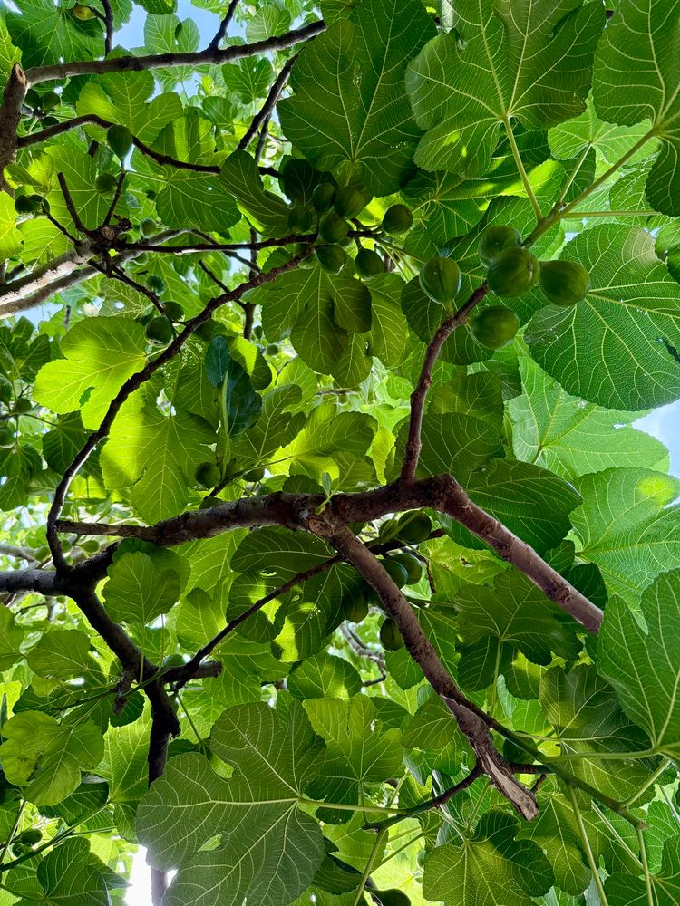 Looking up at a fig tree during the London heatwave 