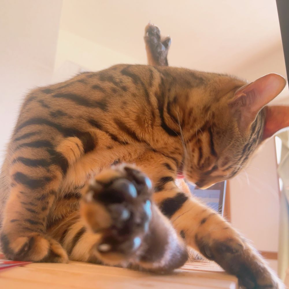 猫が毛繕いをしている写真。
右足と左足の間に頭と左手を入れたおかしな体制になっていて、絡まっているように見える。