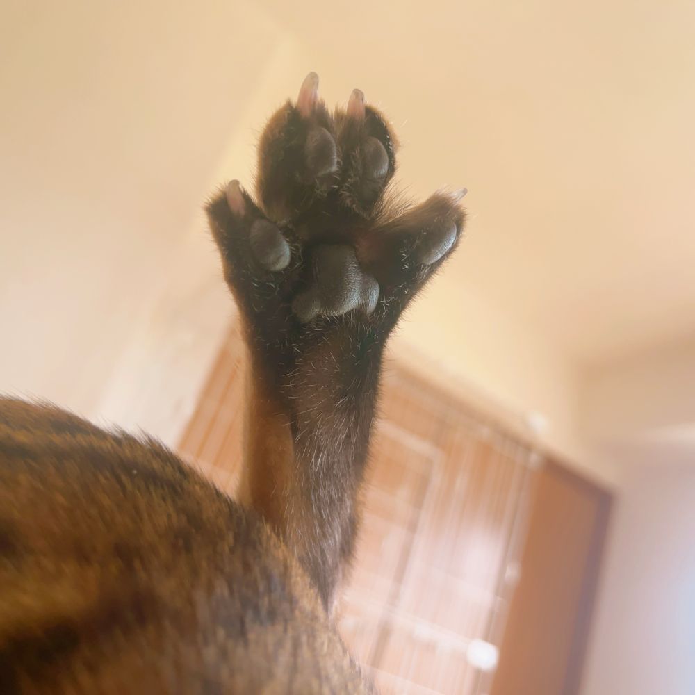 1枚目の写真と同じ体勢の猫の、左足の肉球をアップで写した写真。
4本の指が開かれている。