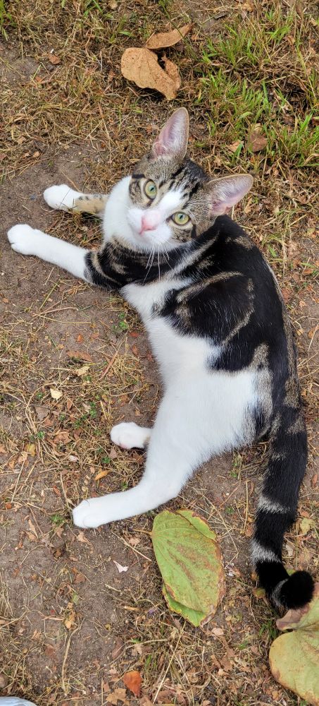 A white black and brown tabby kitten with gorgeous markings about 15 weeks old laying on the ground and looking up at the camera above.