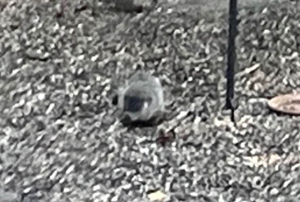 woodchuck facing forward