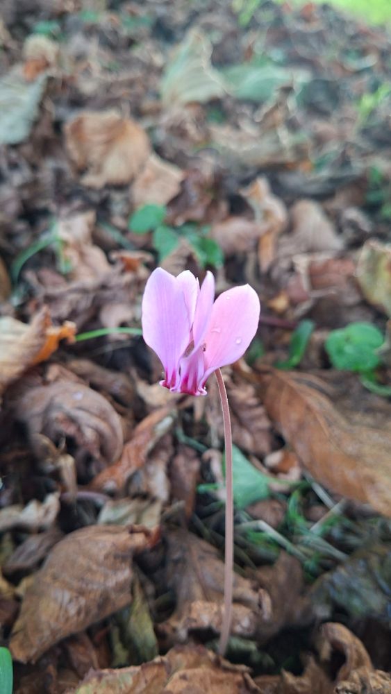Une fleur de cyclamen rose, solitaire parmi les feuilles mortes.
Comme la marque du passage d'une fée sur le sol de la forêt