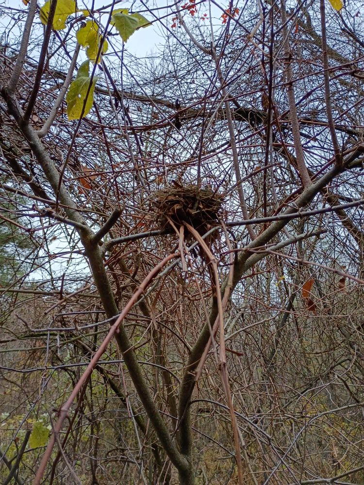 A bird nest in a bare tree.