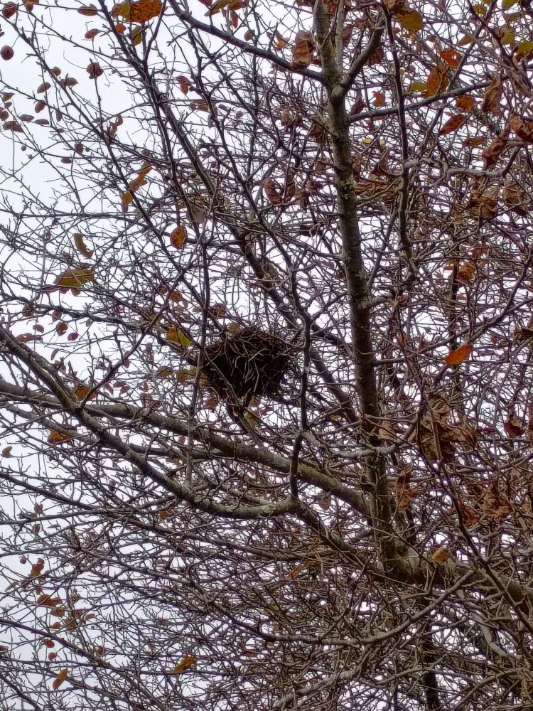 A bird nest in a bare tree