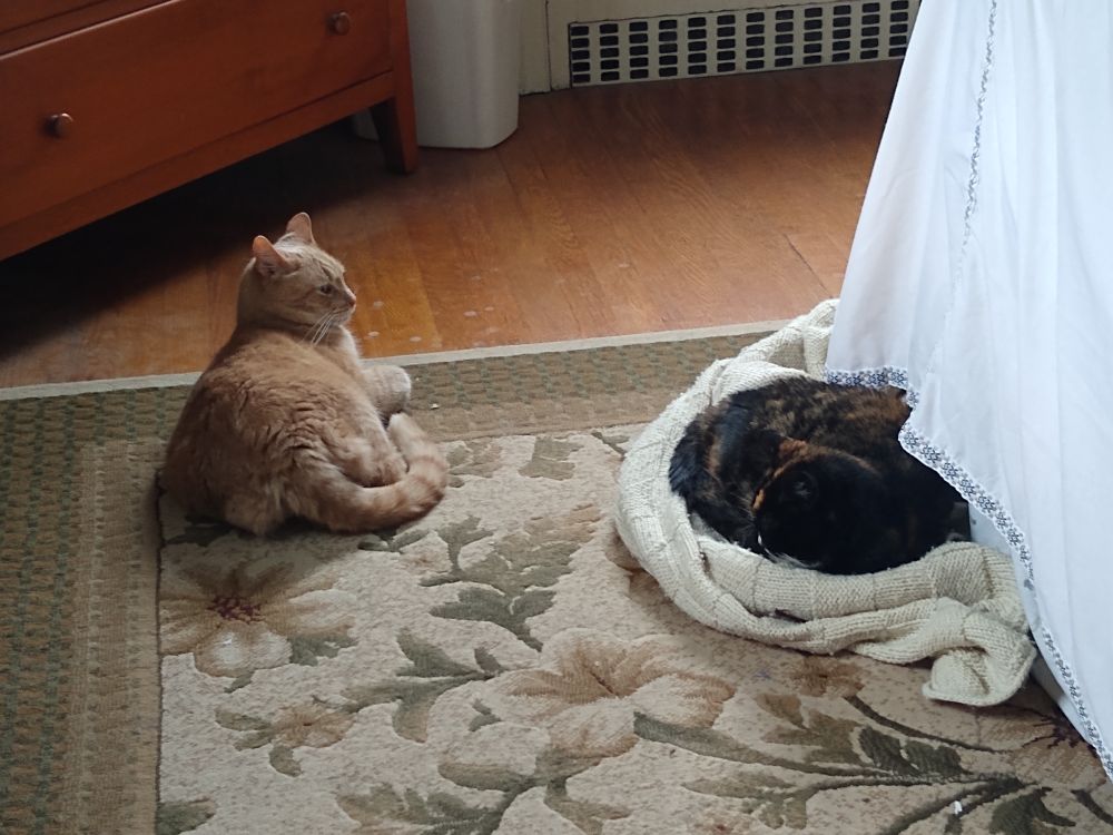 An orange cat rests on a carpet while a dark calico cat sleeps curled up on a blanket.