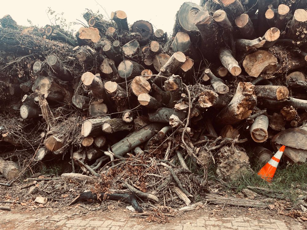 Cut trees stacked high. 
