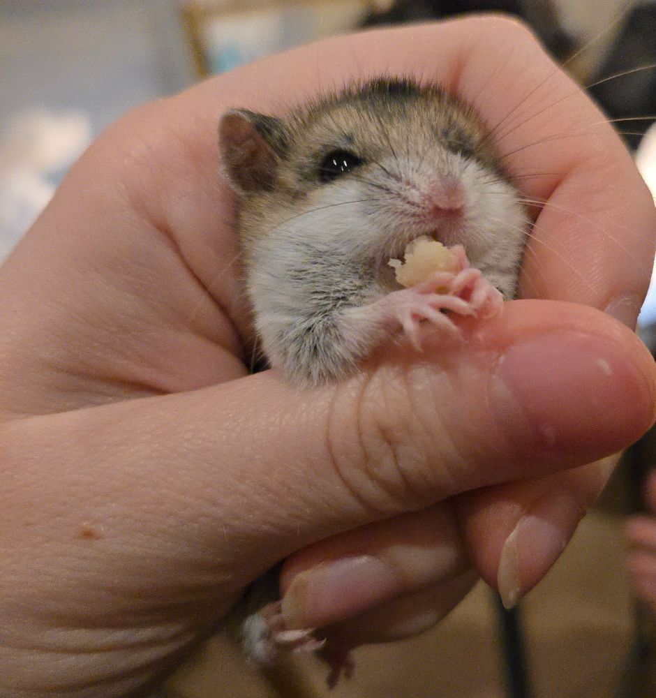 A Chinese hamster named Skateboard being grasped in my hand, holding a piece of pie in her tiny hands. She looks like she is shoving the pie into her mouth with great enjoyment.