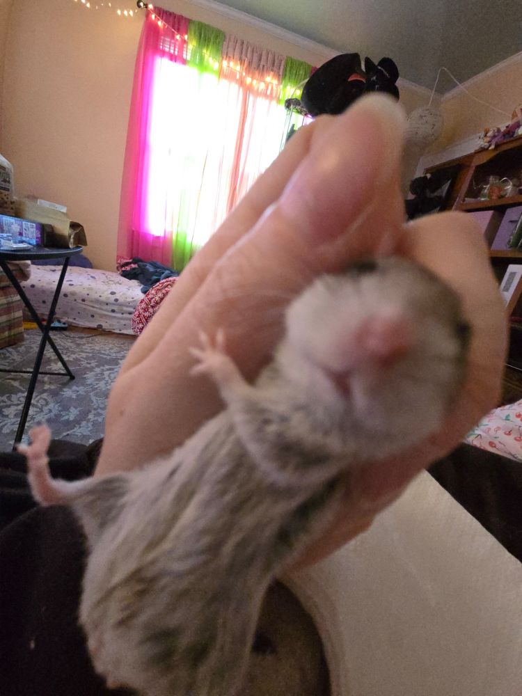 A picture of my Chinese hamster named Skateboard being gently grasped. Picture taken with a fisheye effect and a blurriness that makes her look stupid and awkward. 