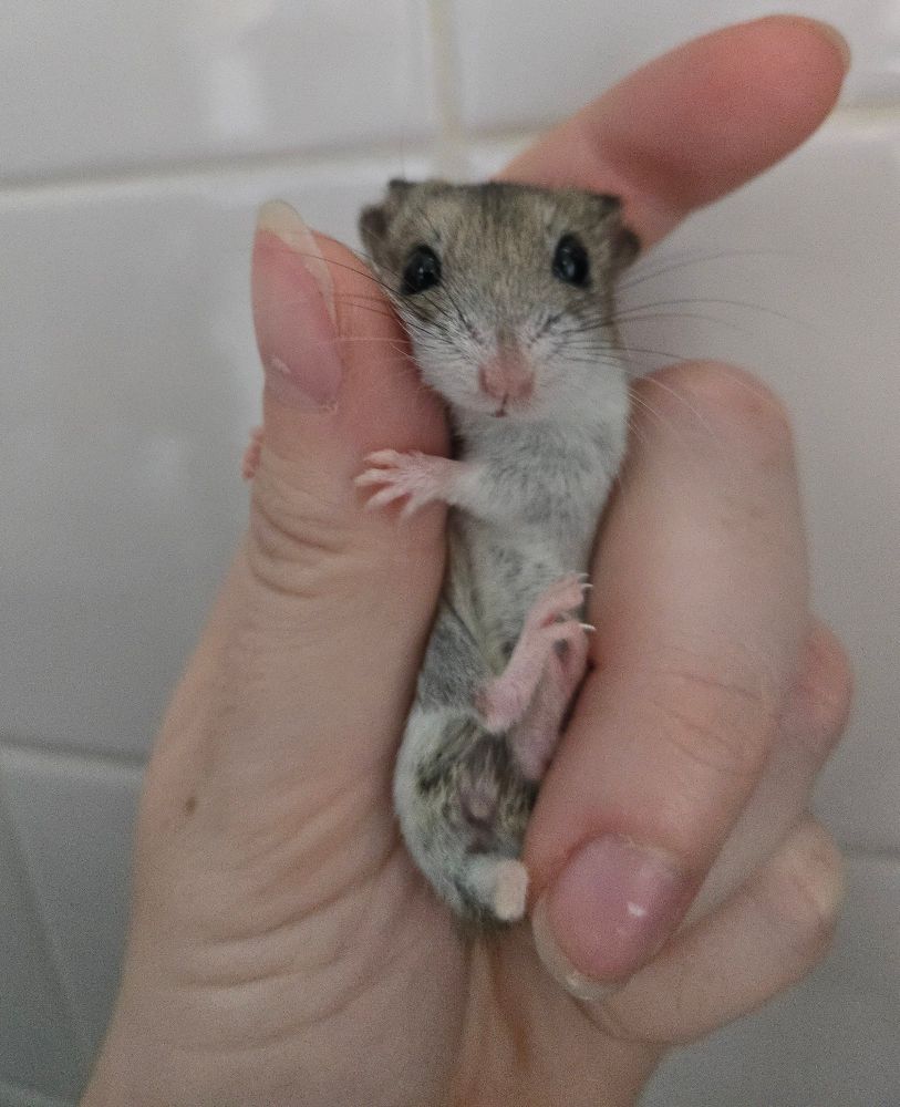 a Chinese hamster named Skateboard being grasped. She's nestled between my fingers, hugging my thumb. She looks adorably into the camera