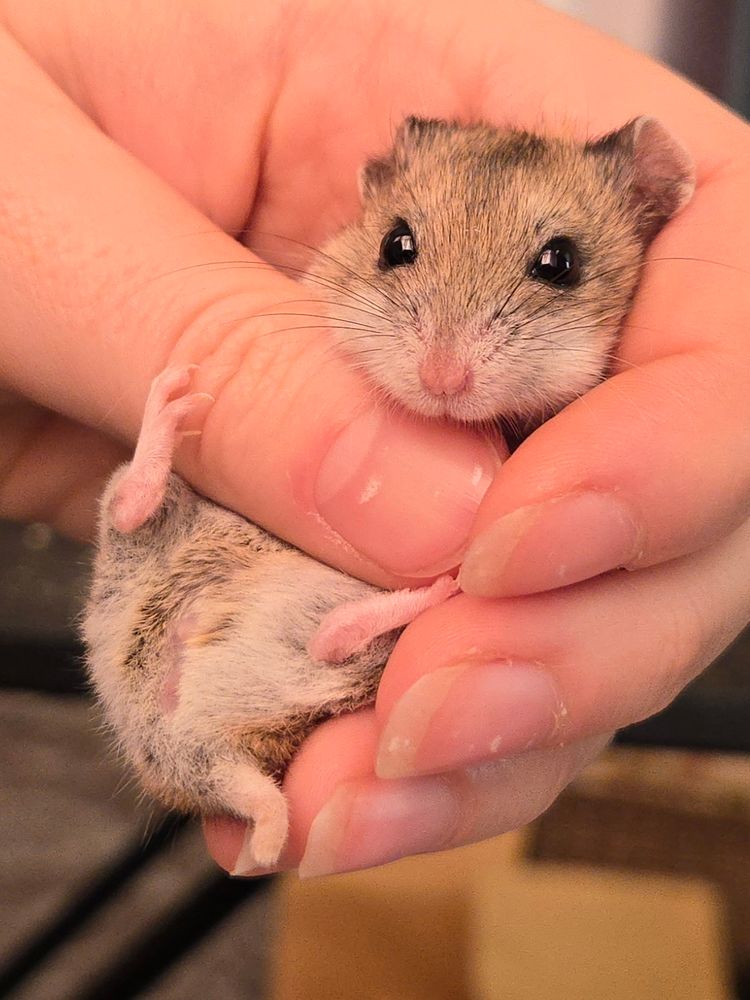 A Chinese hamster named Skateboard being gently grasped in my hand. She looks calm and very adorable.