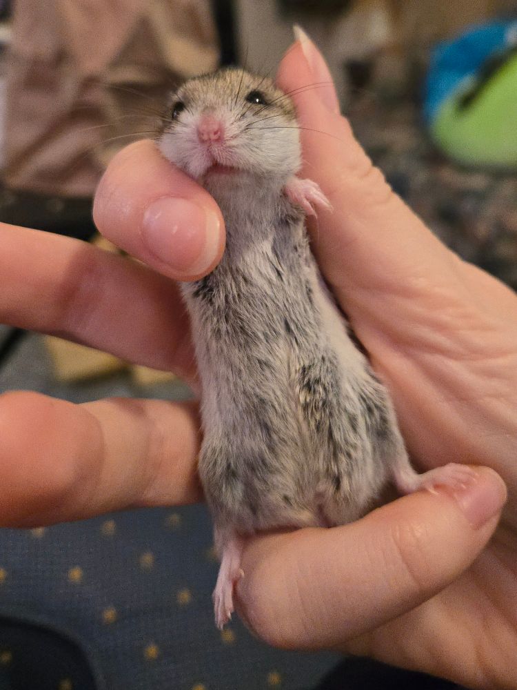 A Chinese hamster named Skateboard positioned in my hand such that she is long and you can see her belly. She is looking upwards with a confused expression