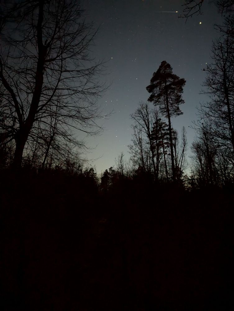 Sternenhimmel im nächtlichen Wald. 