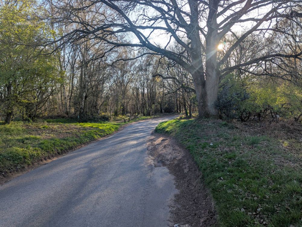 A narrow country lane winds between grass verges and deciduous woodland in early Spring. Low sun casts a golden light through the trees.