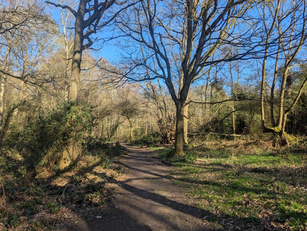 A dusty woodland path in Spring, with a mixture of bare trees and those coming into leaf. Blue skies are visible behind the canopy and sunlight casts long shadows across the path.
