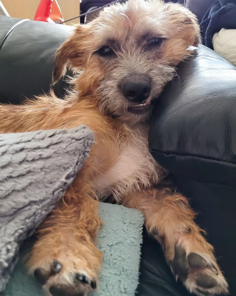 Dog resting on couch with cushions