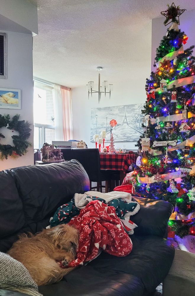 Dog curled up in blankets in front of the Christmas tree 