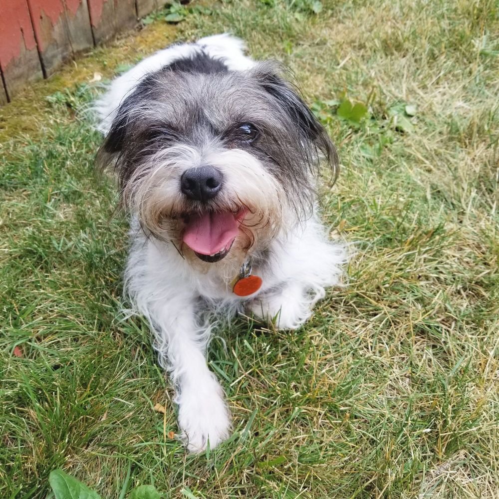 Terrier dog smiling and laying on grass