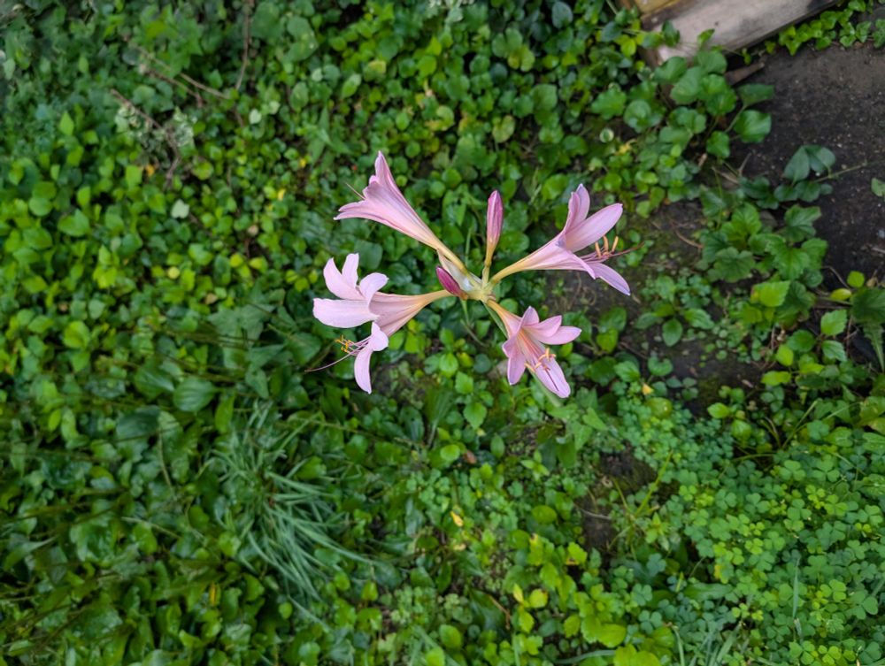 A surprise lilly in a place it probably shouldn't be. 