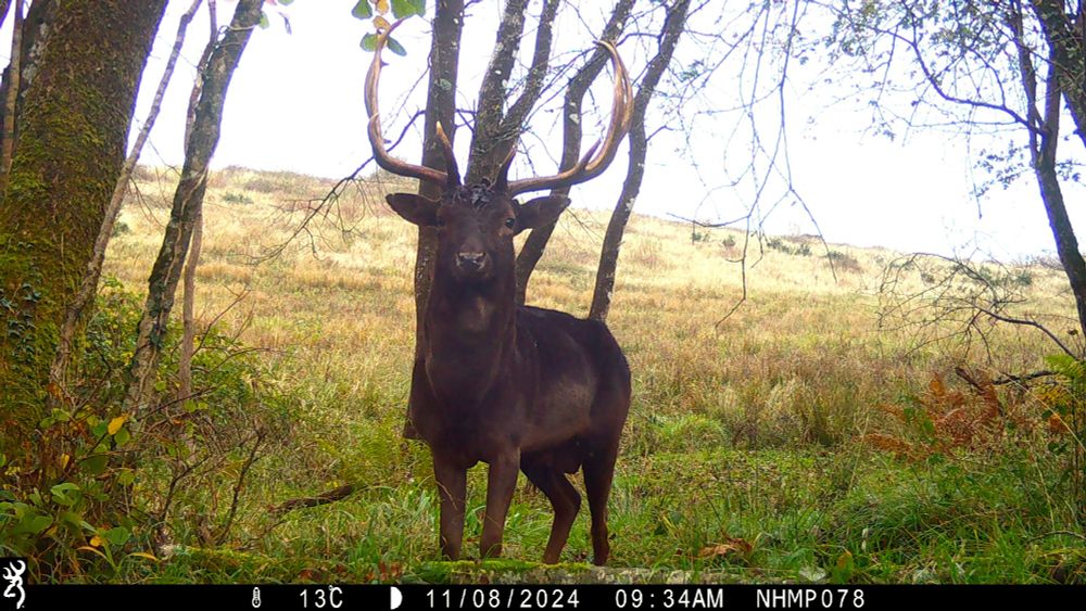 A mystery stag (Image: jess.marshall / NHMP Dorset)