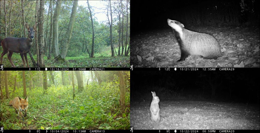 Roe deer and badger, red fox and rabbit.  Images: NHMP Durham