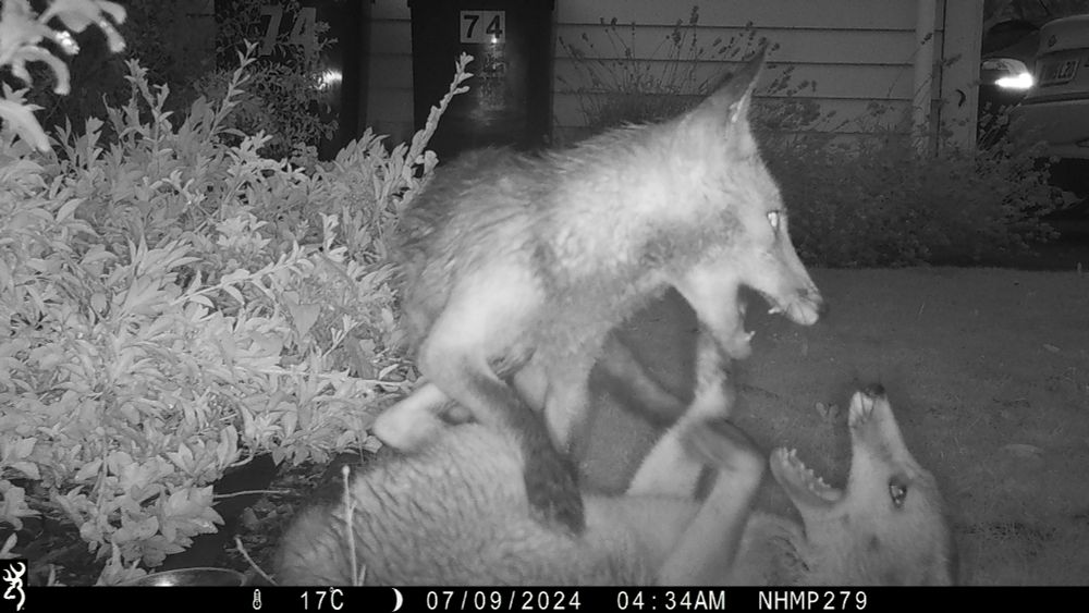Fox cubs (Image: NWKCP / NHMP Kent)