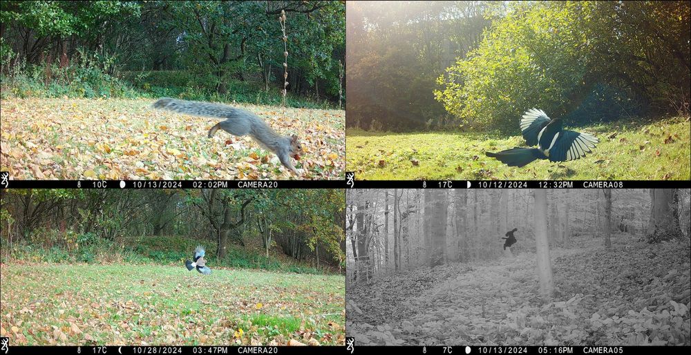 Grey squirrel and magpie, jay and domestic dog (we think). Images: NHMP Durham.