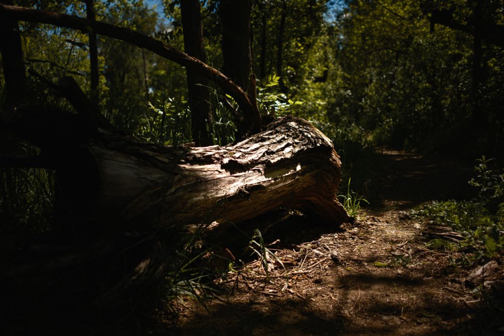 A photograph of a downed log lying across a dirt trail in a dense, sun-dappled forest. The large tree trunk dominates the foreground, its bark weathered, split, and partially illuminated by a shaft of direct sunlight filtering through the forest canopy. The surrounding area is shaded, with tall trees casting long shadows and undergrowth filling the forest floor. A mix of grasses and low vegetation grows alongside the trail, while a few young saplings lean toward the filtered light. The log appears old and partially decayed, its exposed wood cracked and textured from years of weathering. The trail curves gently to the right, disappearing into deeper shadow. The scene is quiet, still, and layered with detail, capturing a moment of natural decomposition and regeneration typical of temperate deciduous forest ecosystems.