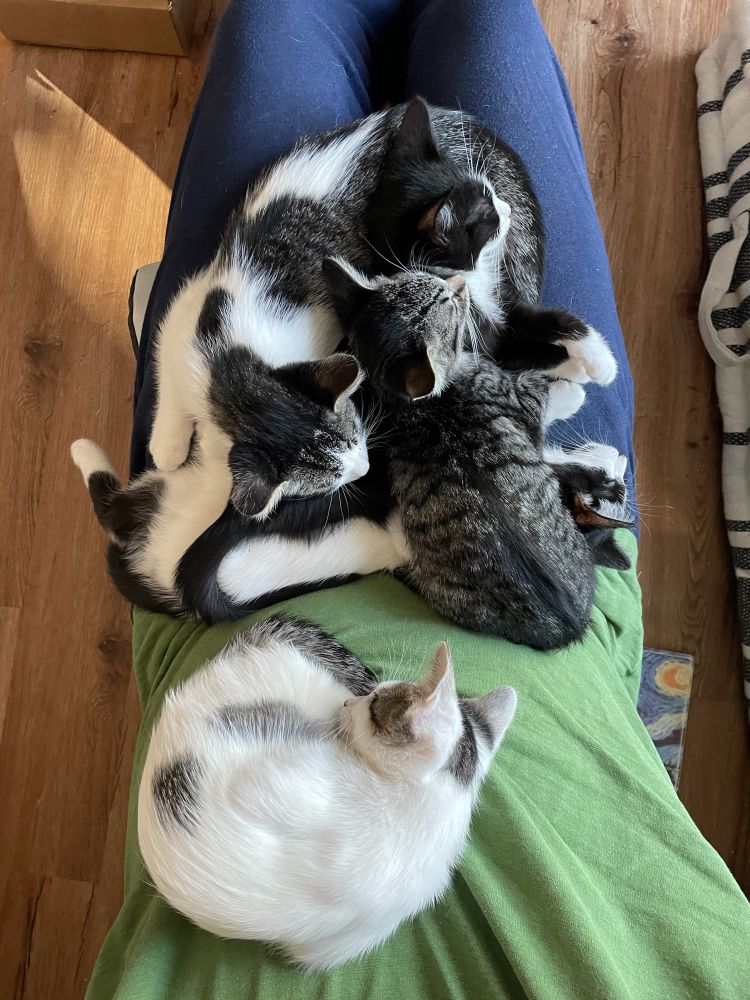 Pile of 5 content kittens on a lap. 