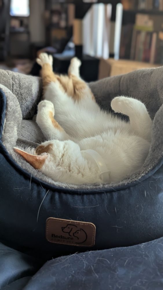 Galen (Orange and white cat) belly up in a cat bed
