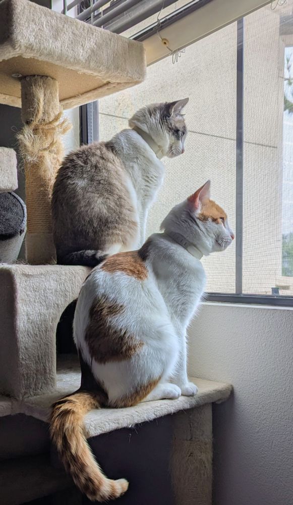 Galen and Clara watching birds out the window.