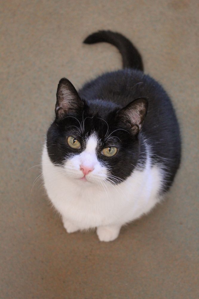 Molly is a cute black and white cat up for adoption from a local animal shelter.