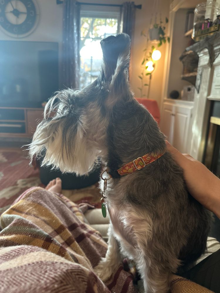 A picture of a schnauzer sitting on my lap with my hand resting on his shoulder. He is looking towards the sunlight coming from windows in the background. 