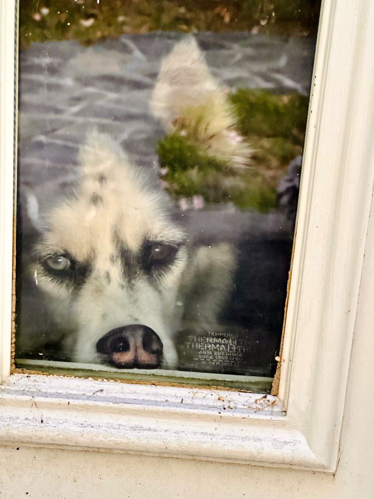 Photo of my Husky with her nose smooshed against a window. She is inside, looking out. One of her eyes is brown, the other is blue. Her gaze is a mixture of pensive and bored. She looks cute, but also silly 