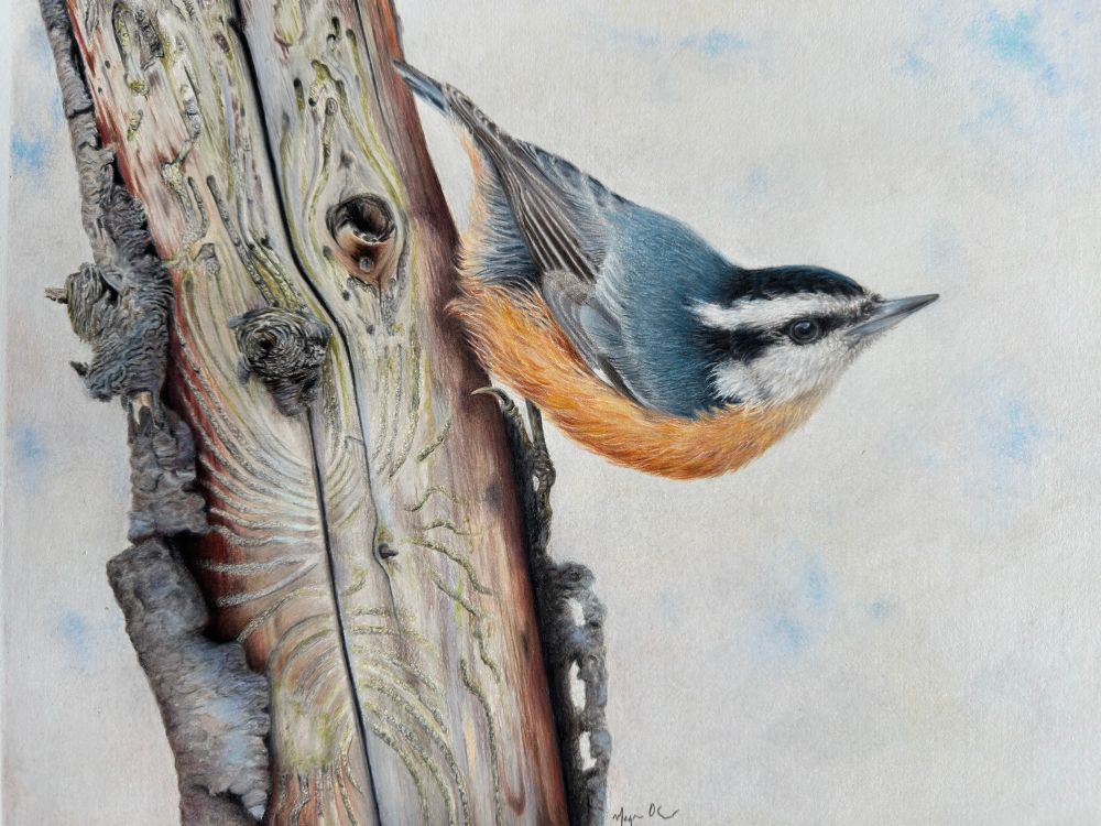 Blue and orange bird with a white and black head perched upside down on a leaning, half-dead tree. 