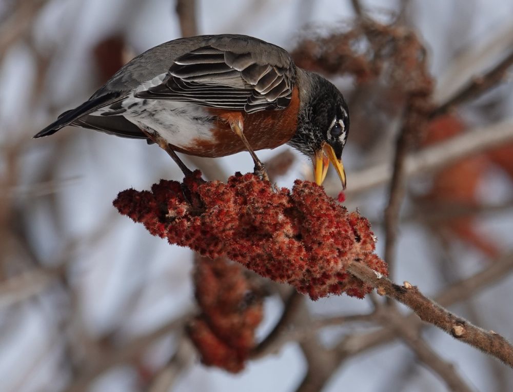A brown and grey bird with a russet breast stands over a cone of berries. The bird's beak is open and it seems to have dropped one of the berries.