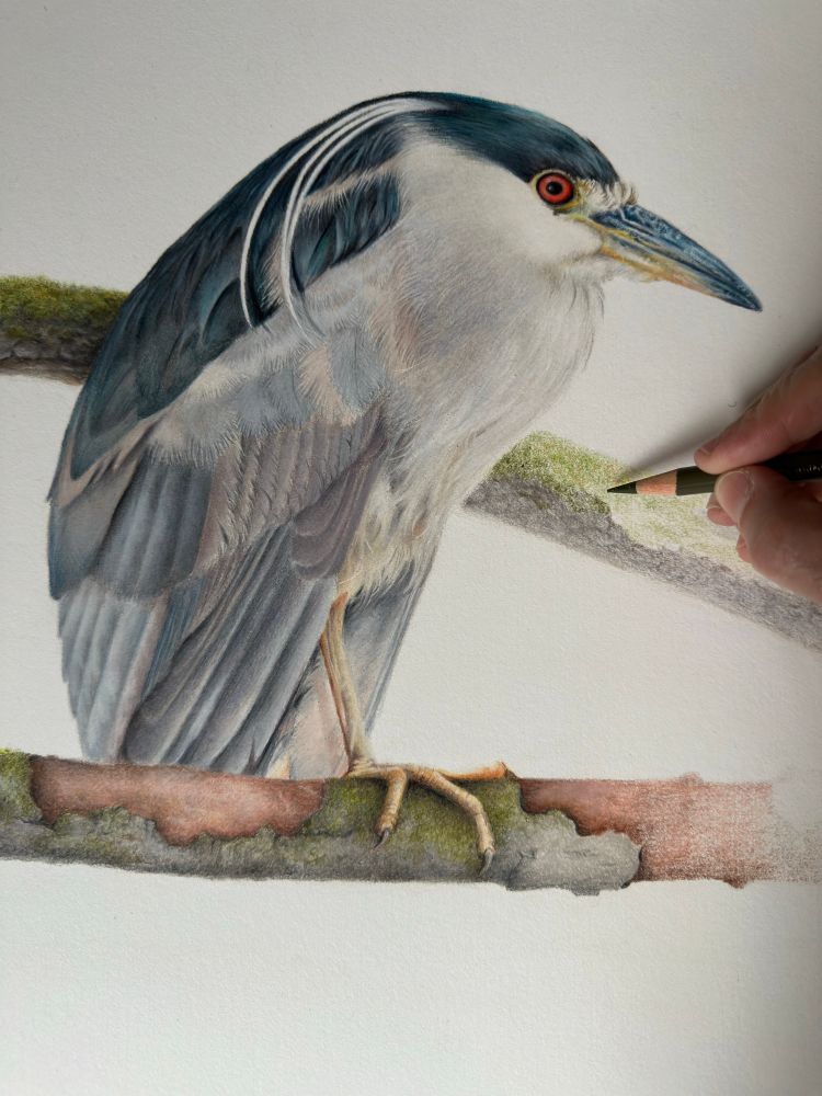 Unfinished coloured pencil drawing of a grey and blue bird with red eyes and a blue and yellow beak. The bird is perched on one branch, with a second branch in the background. 